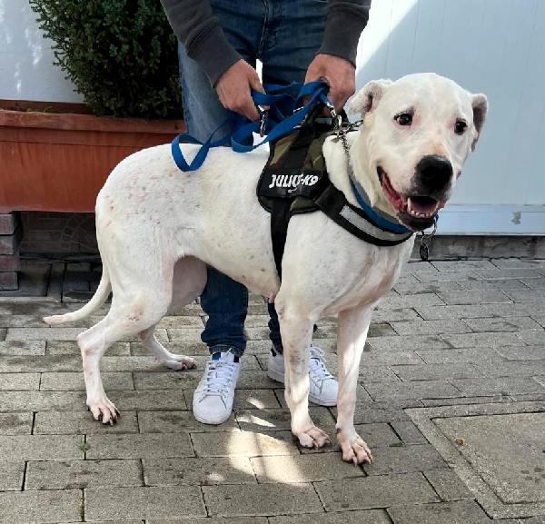 LOLA BELLISSIMA DOGO Foto 3